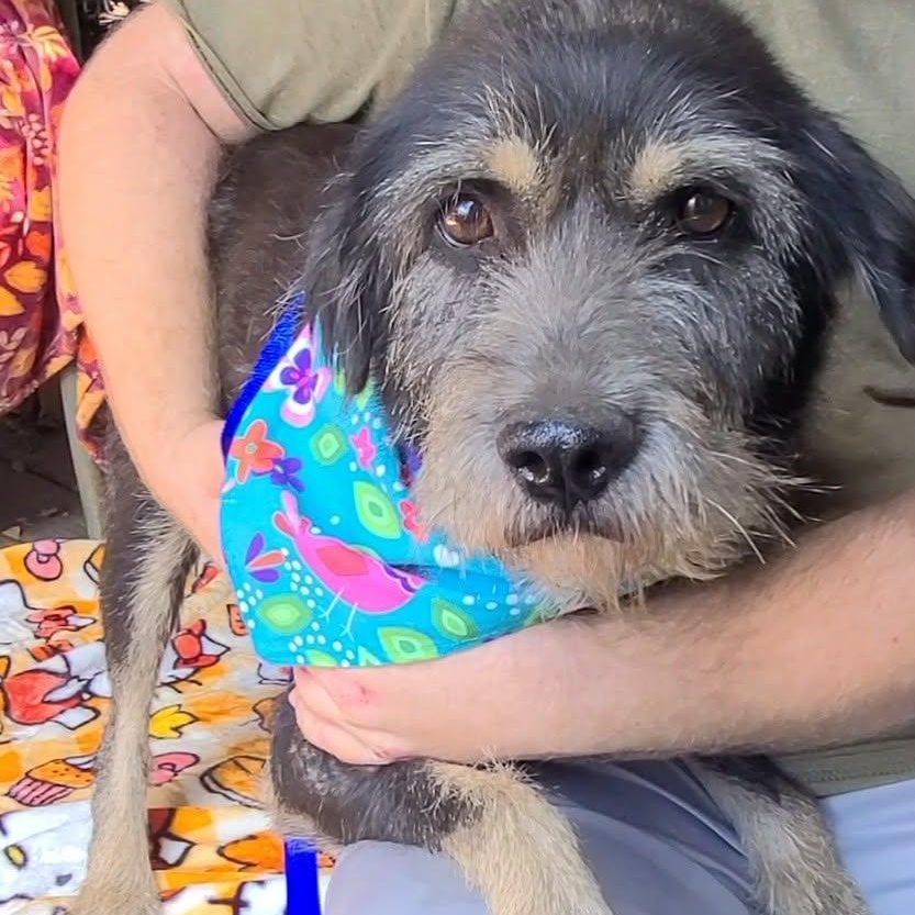 Enlarge Oreo, a Adoptable Mixed Breed in Woolwich, ME image 2/5