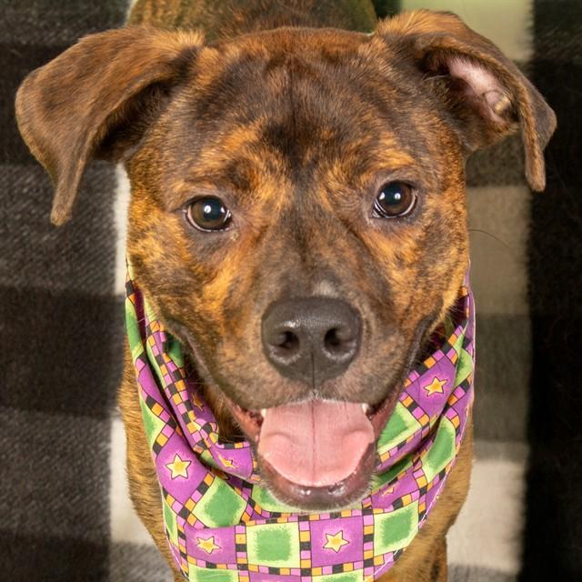 FLINT, Adoptable, Young Male Boxer & Mixed Breed.