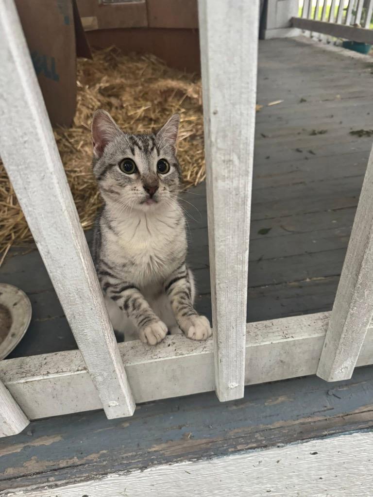 Tai, Adoptable, Kitten Male Domestic Short Hair.