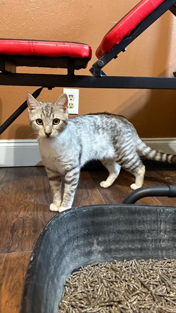 Enlarge Tai, a Adoptable Domestic Short Hair in Lewisville, TX image 2/6