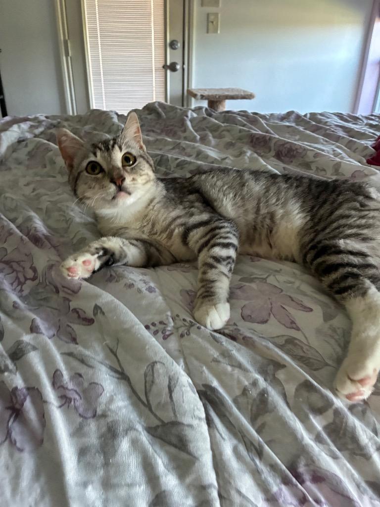 Enlarge Tai, a Adoptable Domestic Short Hair in Lewisville, TX image 3/6