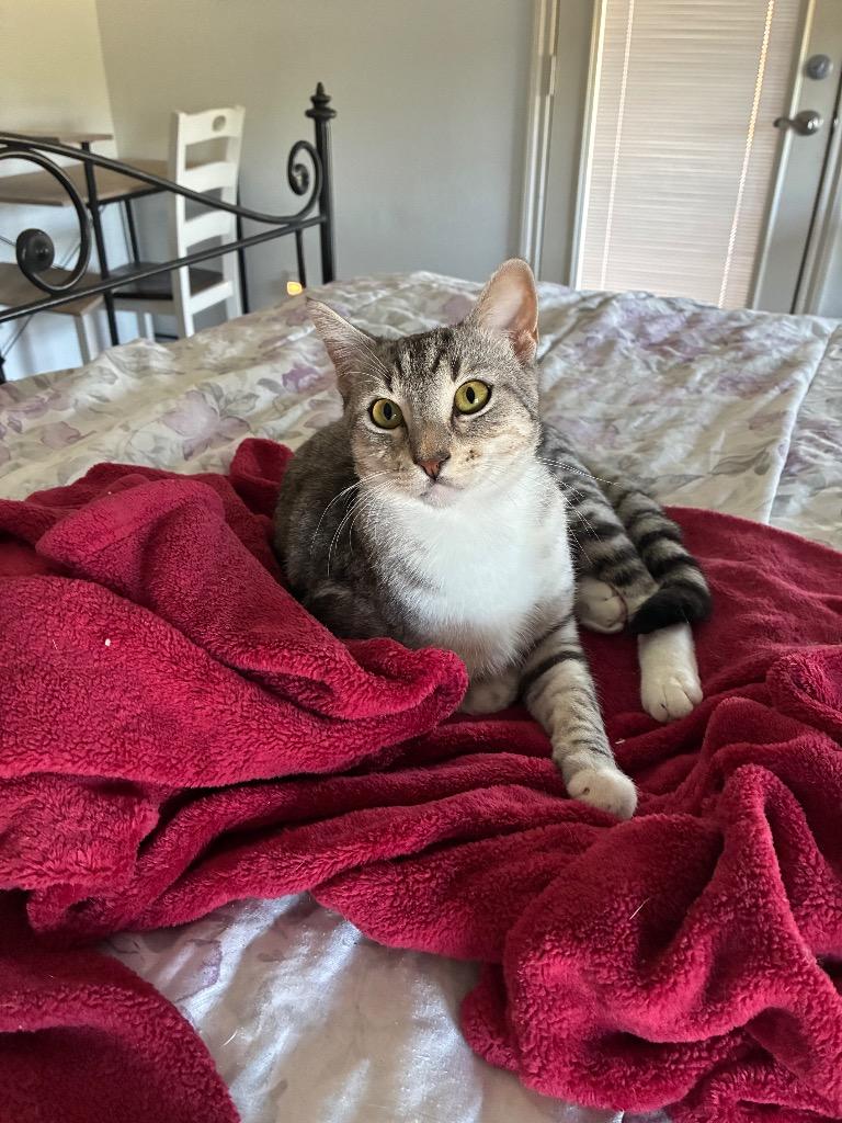 Enlarge Tai, a Adoptable Domestic Short Hair in Lewisville, TX image 4/6