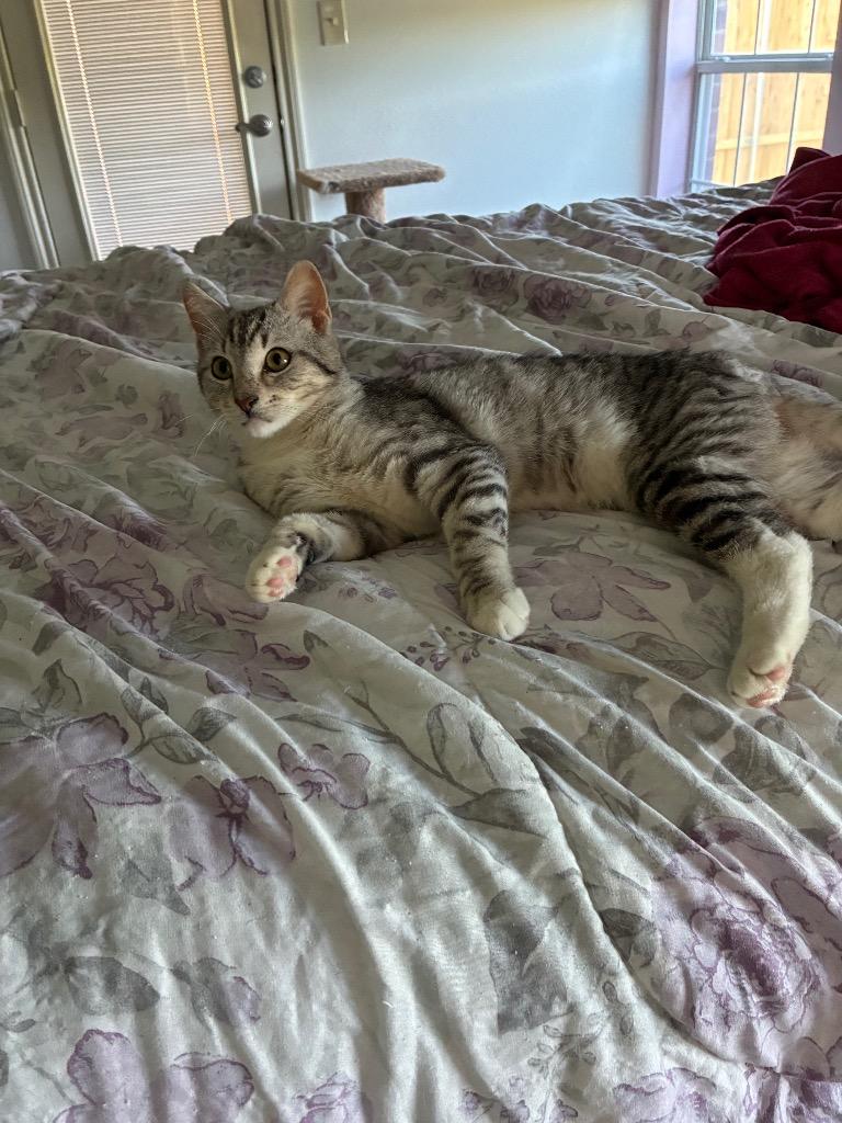 Enlarge Tai, a Adoptable Domestic Short Hair in Lewisville, TX image 4/6