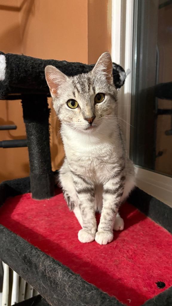 Enlarge Tai, a Adoptable Domestic Short Hair in Lewisville, TX image 5/6