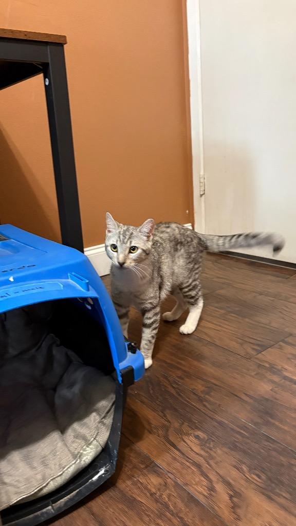 Enlarge Tai, a Adoptable Domestic Short Hair in Lewisville, TX image 6/6