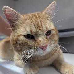 Boris — thumbnail 3