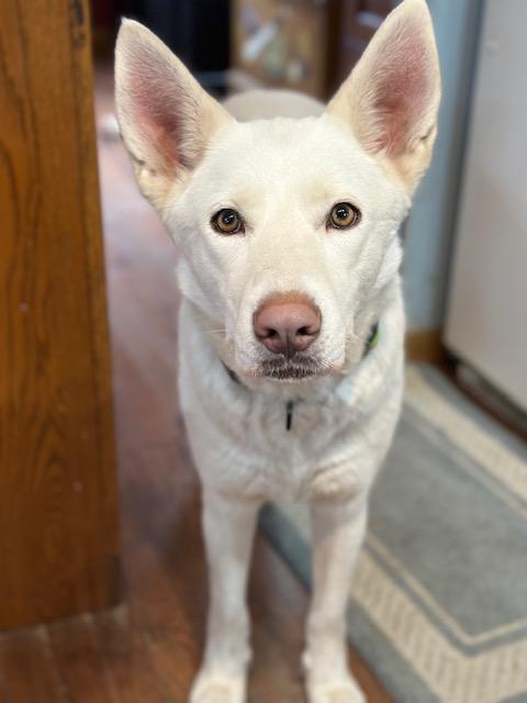 Anna, ADOPTABLE, Young Female German Shepherd Dog.