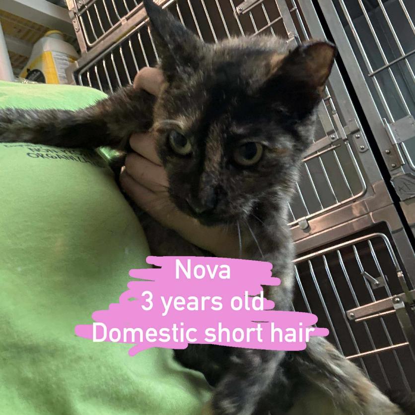 Nova FIV/FILV +, Adoptable, Adult Female Domestic Short Hair.