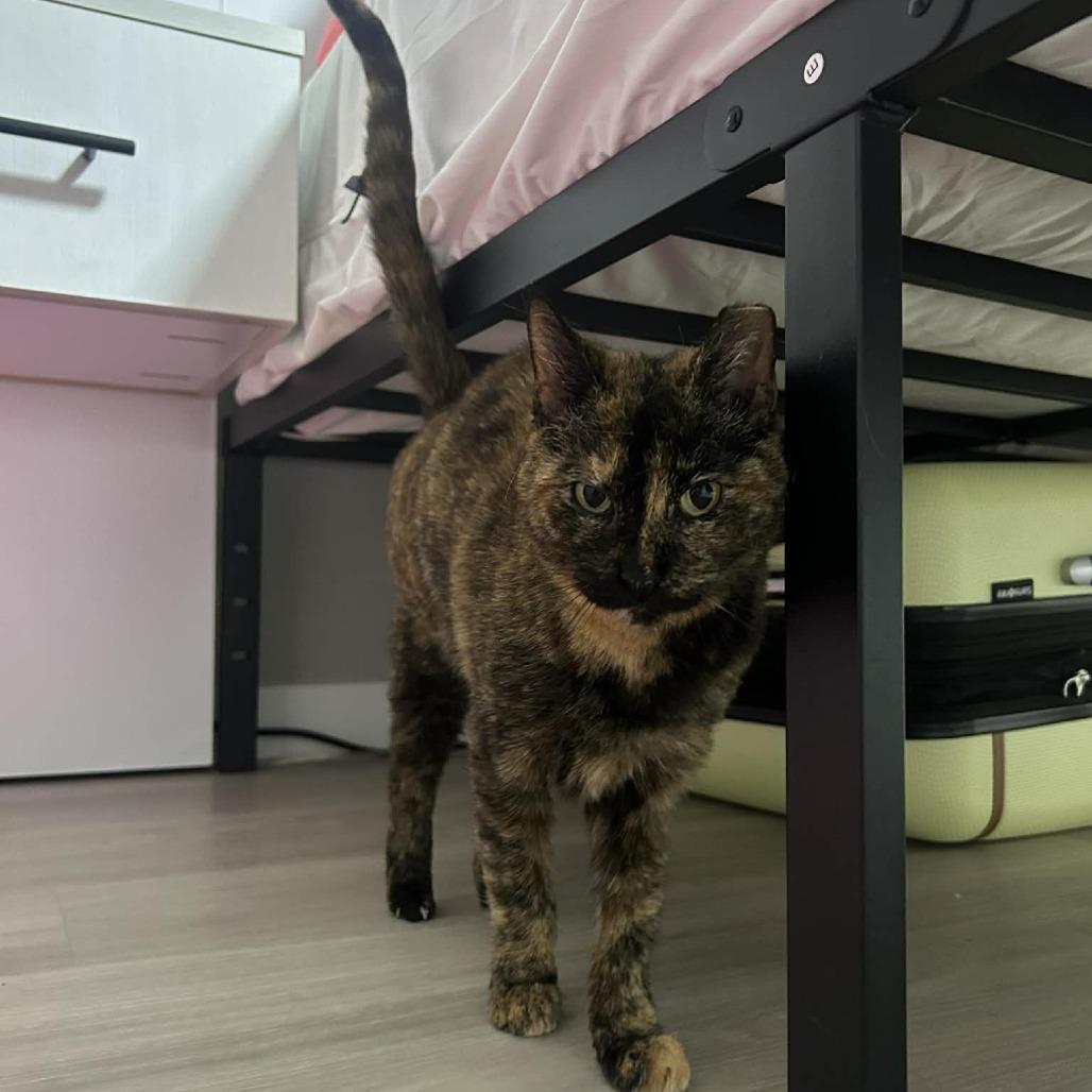 Enlarge Nova FIV/FILV +, a Adoptable Domestic Short Hair in Tampa, FL image 2/6