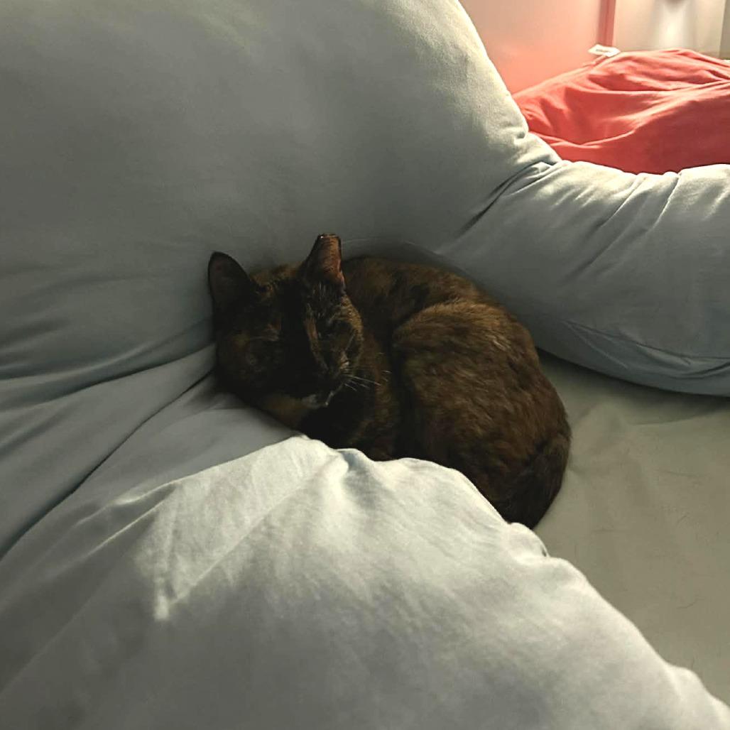 Enlarge Nova FIV/FILV +, a Adoptable Domestic Short Hair in Tampa, FL image 3/6