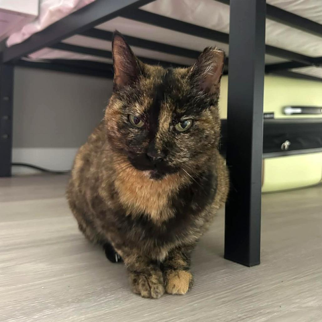 Enlarge Nova FIV/FILV +, a Adoptable Domestic Short Hair in Tampa, FL image 4/6