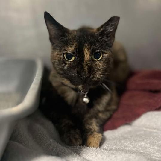 Enlarge Nova FIV/FILV +, a Adoptable Domestic Short Hair in Tampa, FL image 5/6