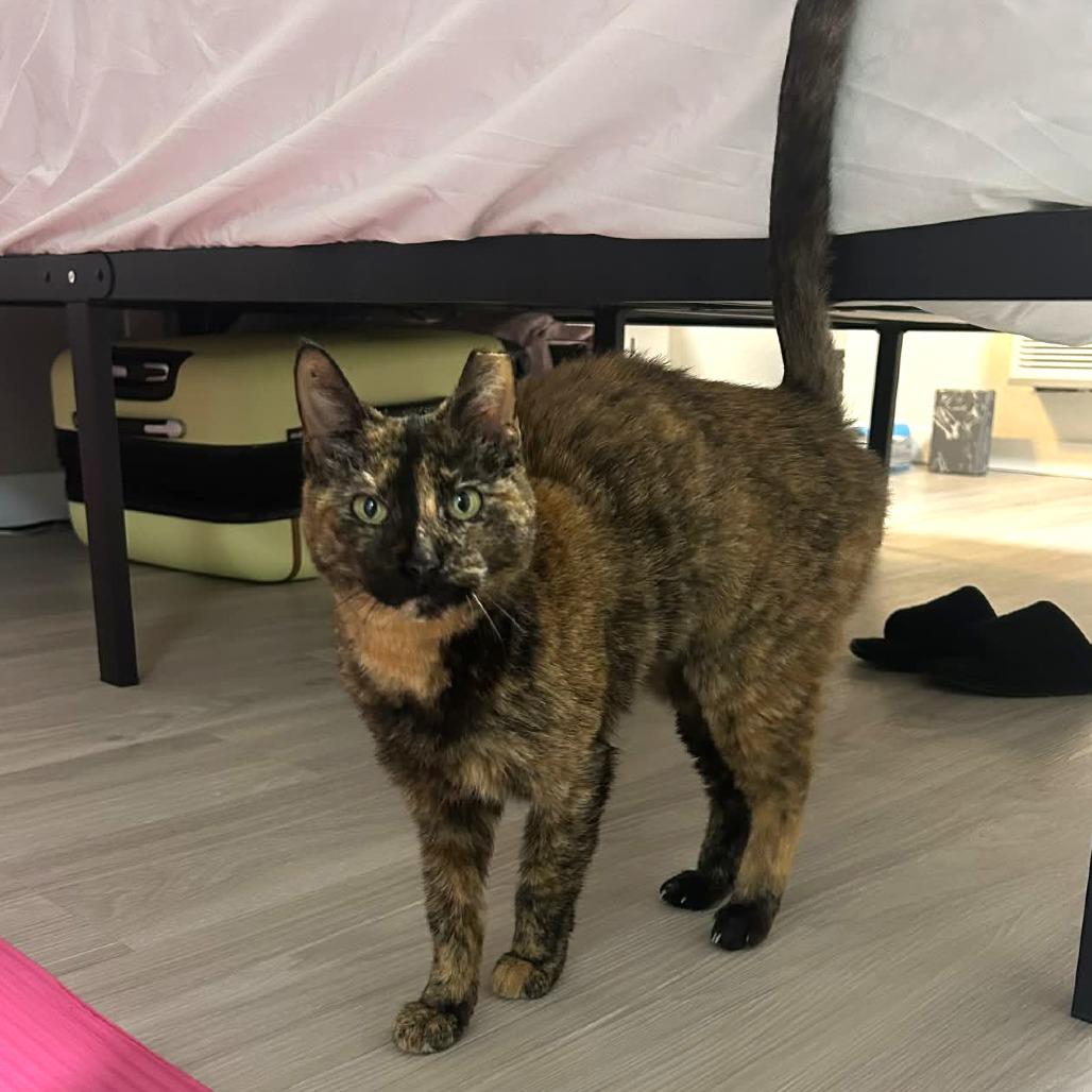 Enlarge Nova FIV/FILV +, a Adoptable Domestic Short Hair in Tampa, FL image 6/6