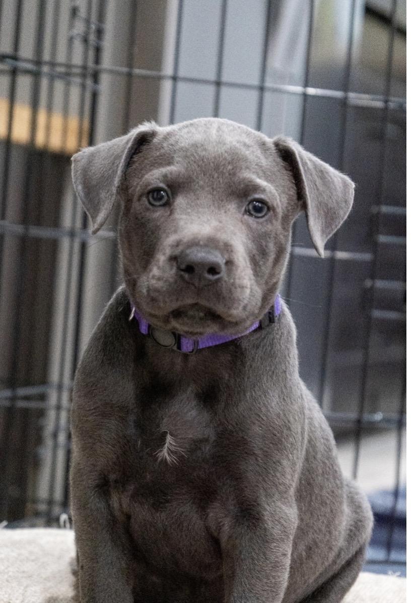 Gabe (Shyann Litter), adopted, Puppy Male Labrador Retriever & Pit Bull Terrier.