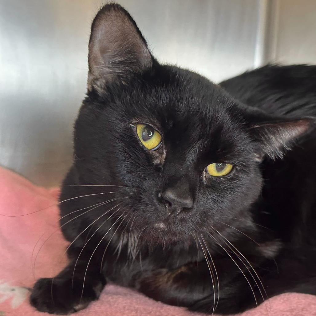 Blackbeard, Adoptable, Adult Male Domestic Short Hair.