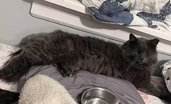 Enlarge Fluffer-Nutter, a Adopted Nebelung in Claymont, DE image 1/4