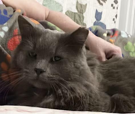 Enlarge Fluffer-Nutter, a Adopted Nebelung in Claymont, DE image 3/4