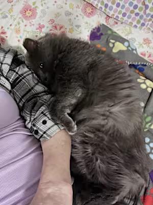 Enlarge Fluffer-Nutter, a Adopted Nebelung in Claymont, DE image 4/4