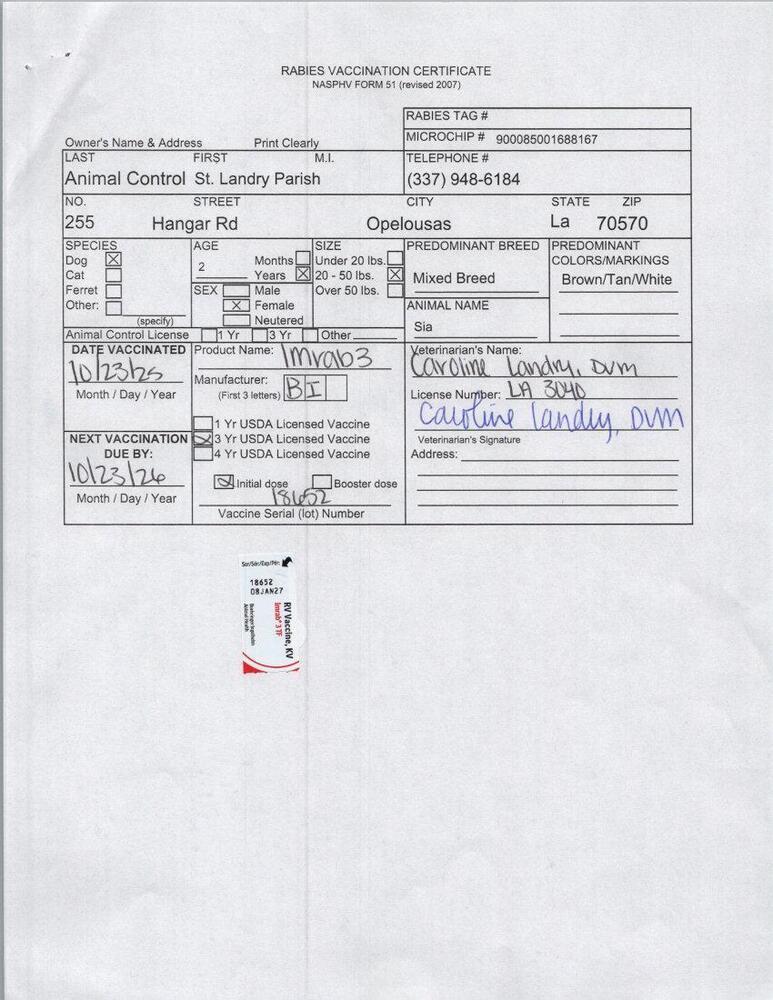 Enlarge Sia, a Adoptable mixed breed in Opelousas, LA image 1/2