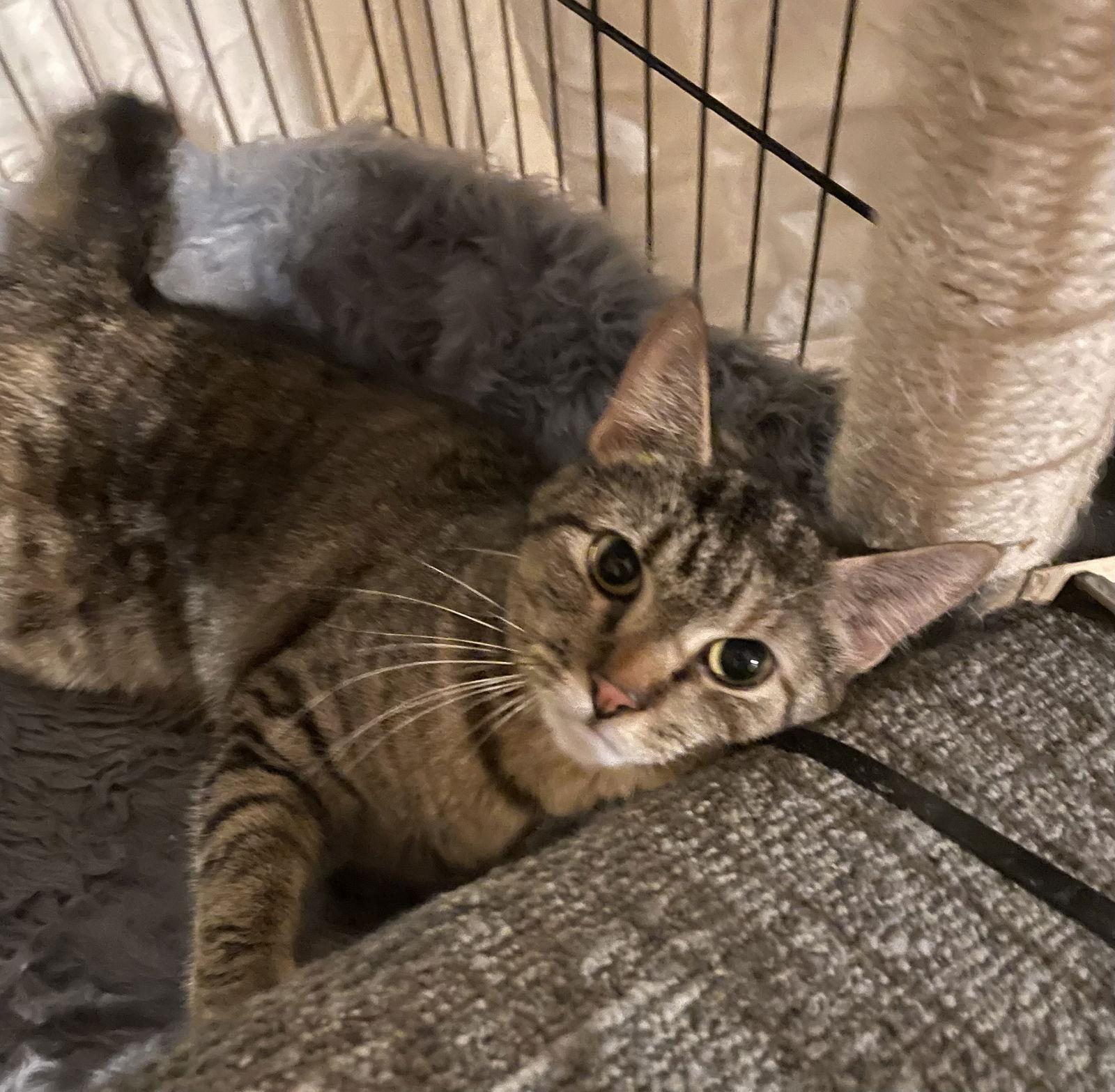 Penne, Adoptable, Young Female Domestic Short Hair.