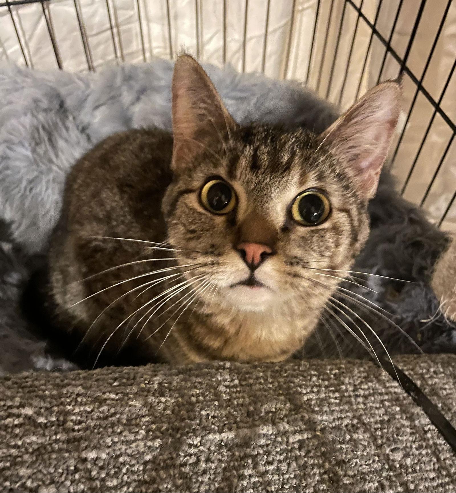 Penne, Adoptable, Young Female Domestic Short Hair.
