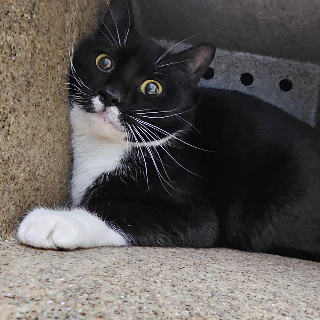 Enlarge Naomi, a Adoptable Domestic Short Hair in Cheyenne, WY image 1/1