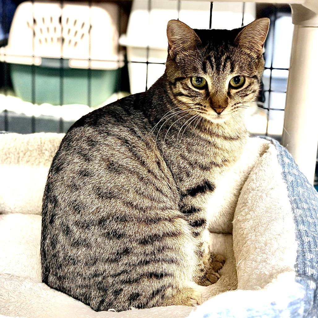 Pancake, adopted, Young Female Domestic Short Hair.