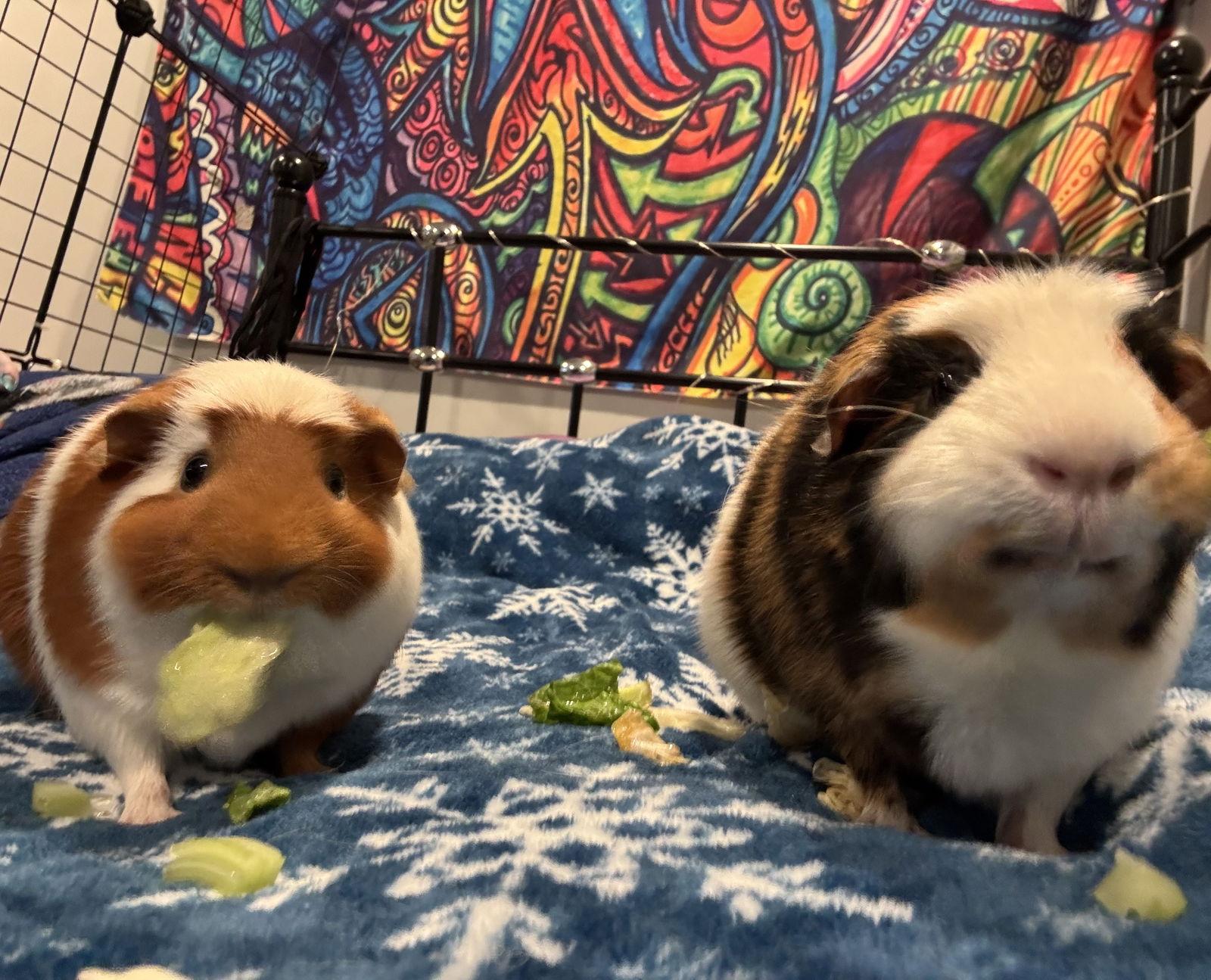 Enlarge Fenya and Caramel, a Adoptable Guinea Pig in Aurora, IL image 1/3