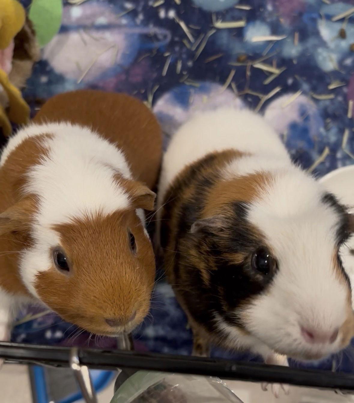 Enlarge Fenya and Caramel, a Adoptable Guinea Pig in Aurora, IL image 2/3