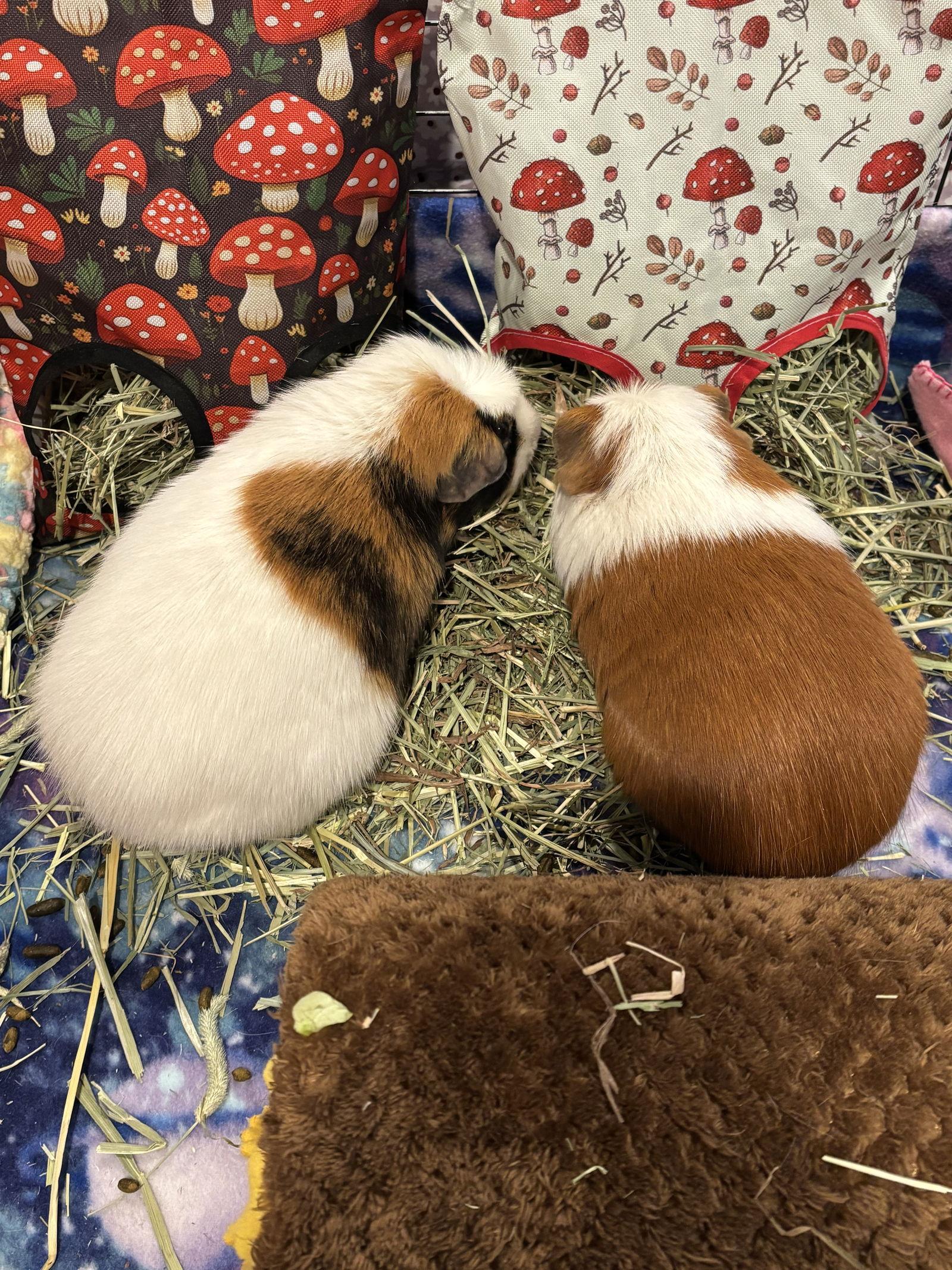 Enlarge Fenya and Caramel, a Adoptable Guinea Pig in Aurora, IL image 3/3