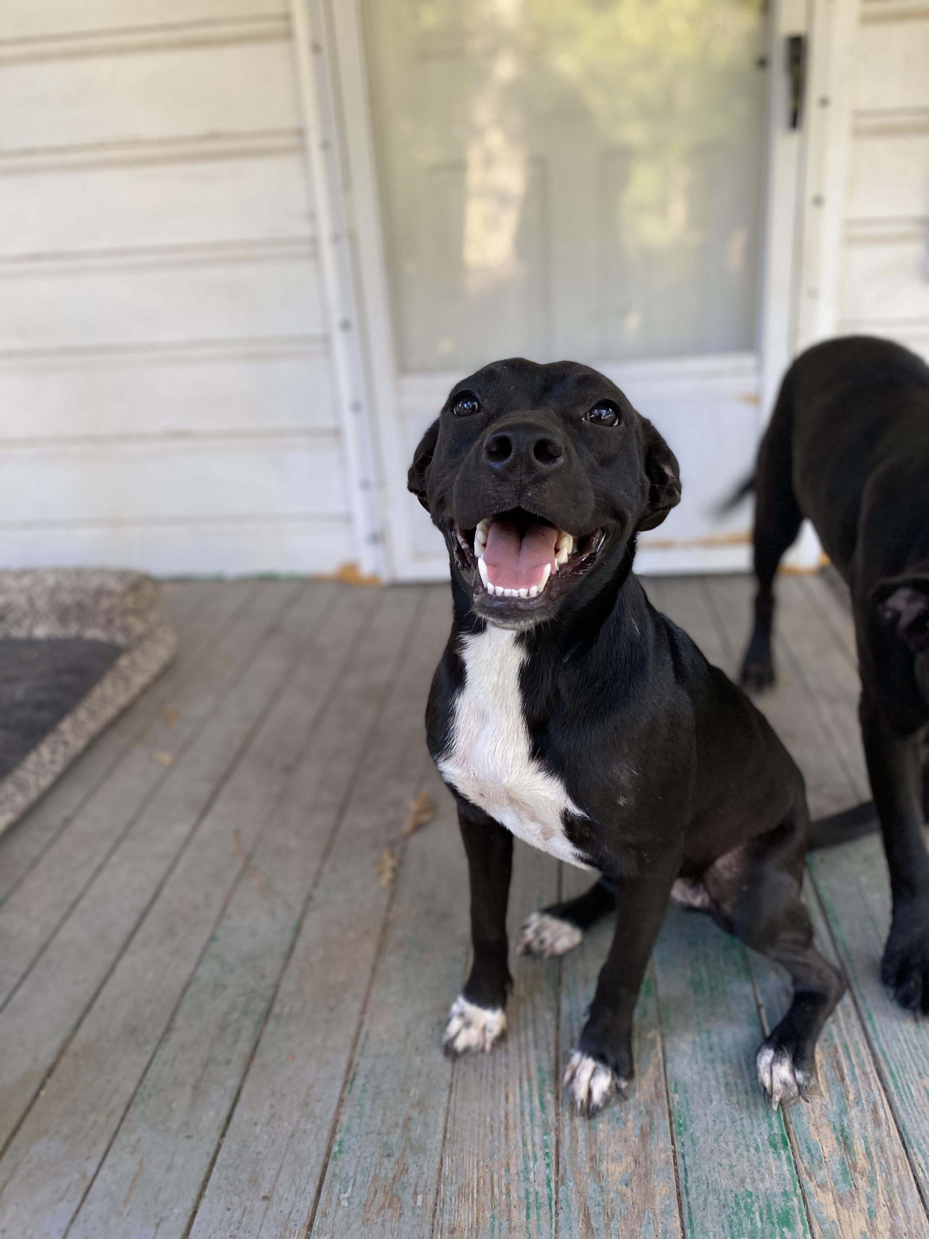 Enlarge Raven, a Adoptable Mixed Breed in Spring, TX image 3/5