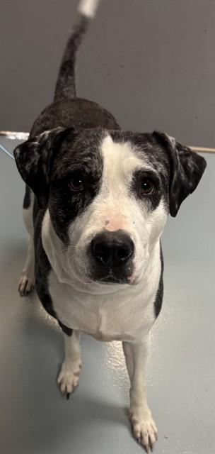 LUCKY, Adoptable, Adult Female Pit Bull Terrier & Mixed Breed.