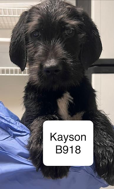 Enlarge Kayson, a ADOPTABLE mixed breed in Morganton, NC image 1/1