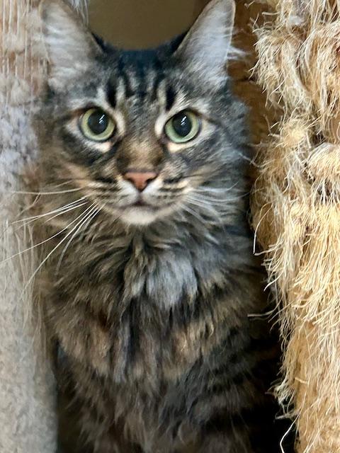 Coco, an adopted Maine Coon in Canoga Park, CA image 1/3