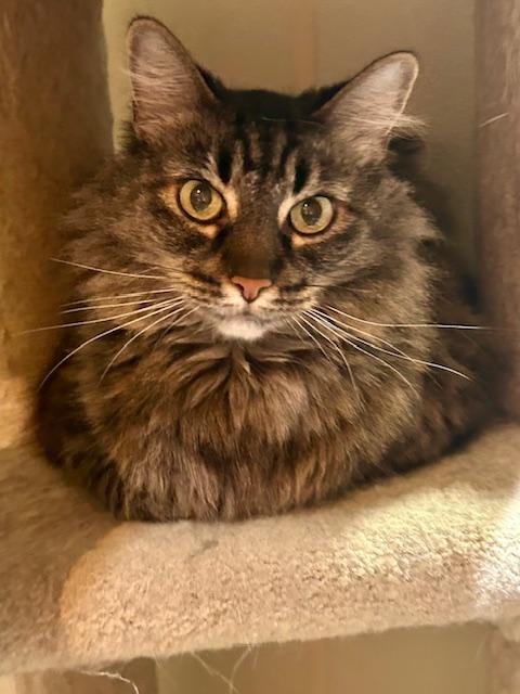 Coco, an adopted Maine Coon in Canoga Park, CA image 2/3