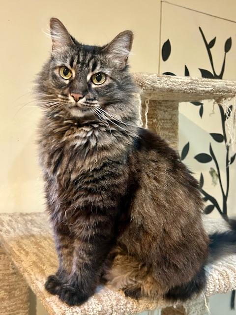 Coco, an adopted Maine Coon in Canoga Park, CA image 3/3
