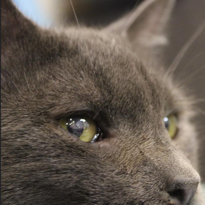 Enlarge Joaquin, a Adoptable Domestic Short Hair in Defiance, OH image 1/3
