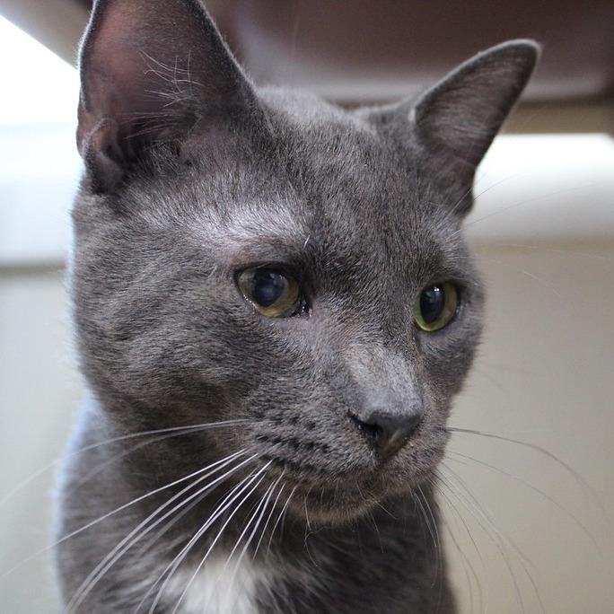 Enlarge Joaquin, a Adoptable Domestic Short Hair in Defiance, OH image 2/3