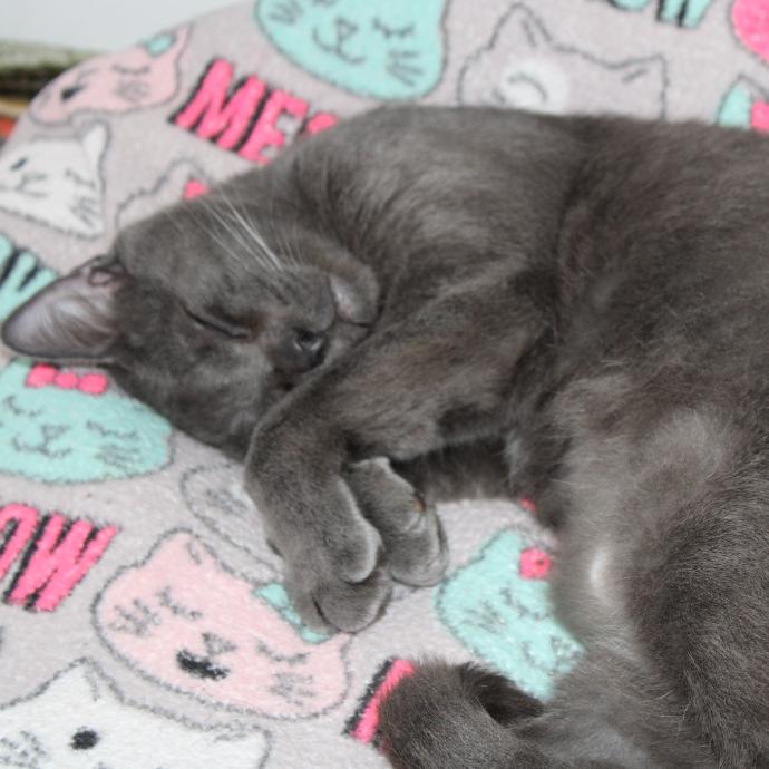 Enlarge Joaquin, a Adoptable Domestic Short Hair in Defiance, OH image 3/3