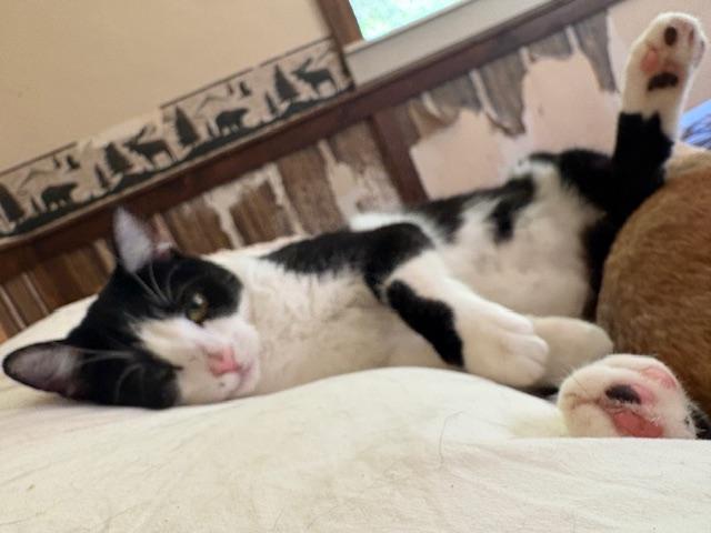 Cookie, a Adoptable Domestic Short Hair in Santa Cruz, CA image 1/6