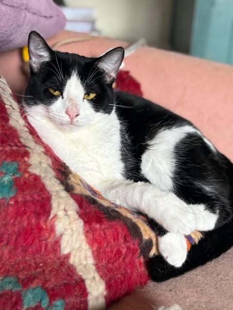 Cookie, a Adoptable Domestic Short Hair in Santa Cruz, CA image 5/6