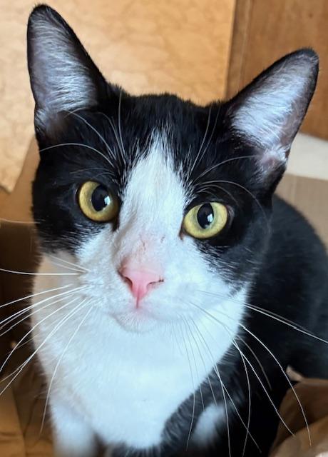 Cookie, a Adoptable Domestic Short Hair in Santa Cruz, CA image 2/6