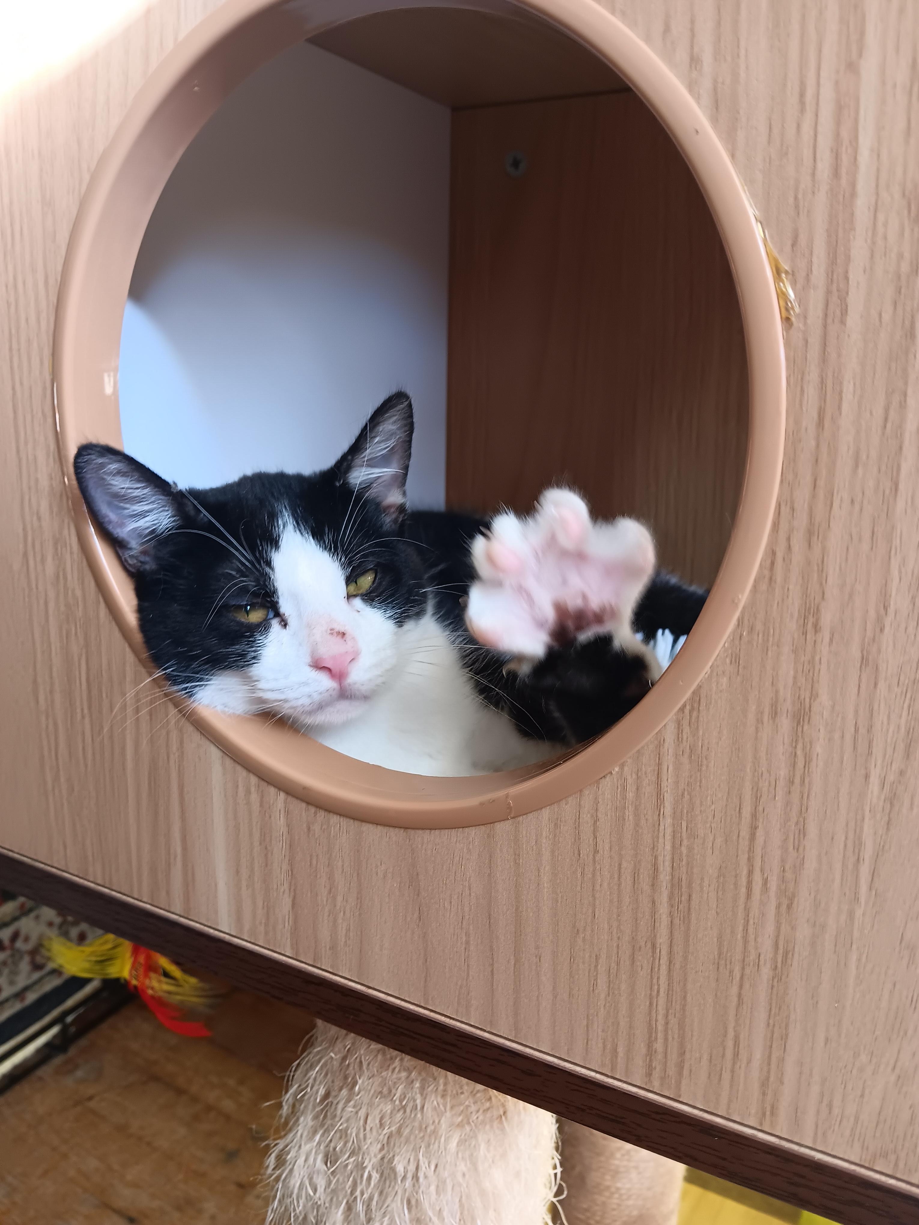 Cookie, a Adoptable Domestic Short Hair in Santa Cruz, CA image 3/6