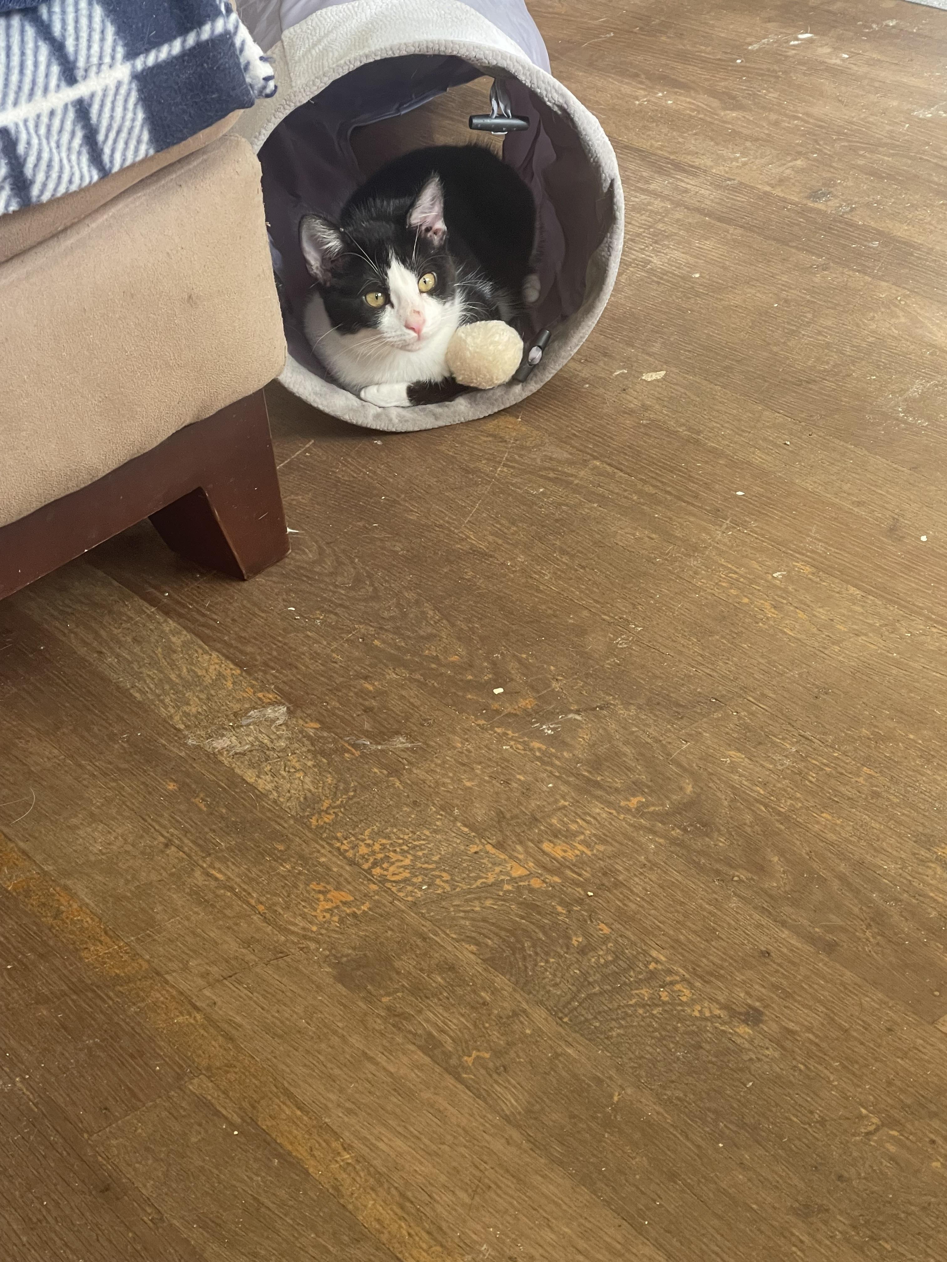 Cookie, a Adoptable Domestic Short Hair in Santa Cruz, CA image 6/6