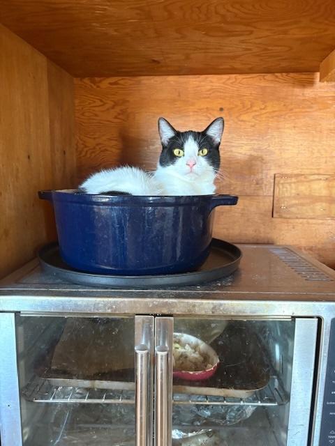 Cookie, a Adoptable Domestic Short Hair in Santa Cruz, CA image 4/6