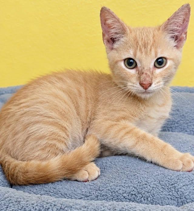 Leroy, Adoptable, Young Male Domestic Short Hair.