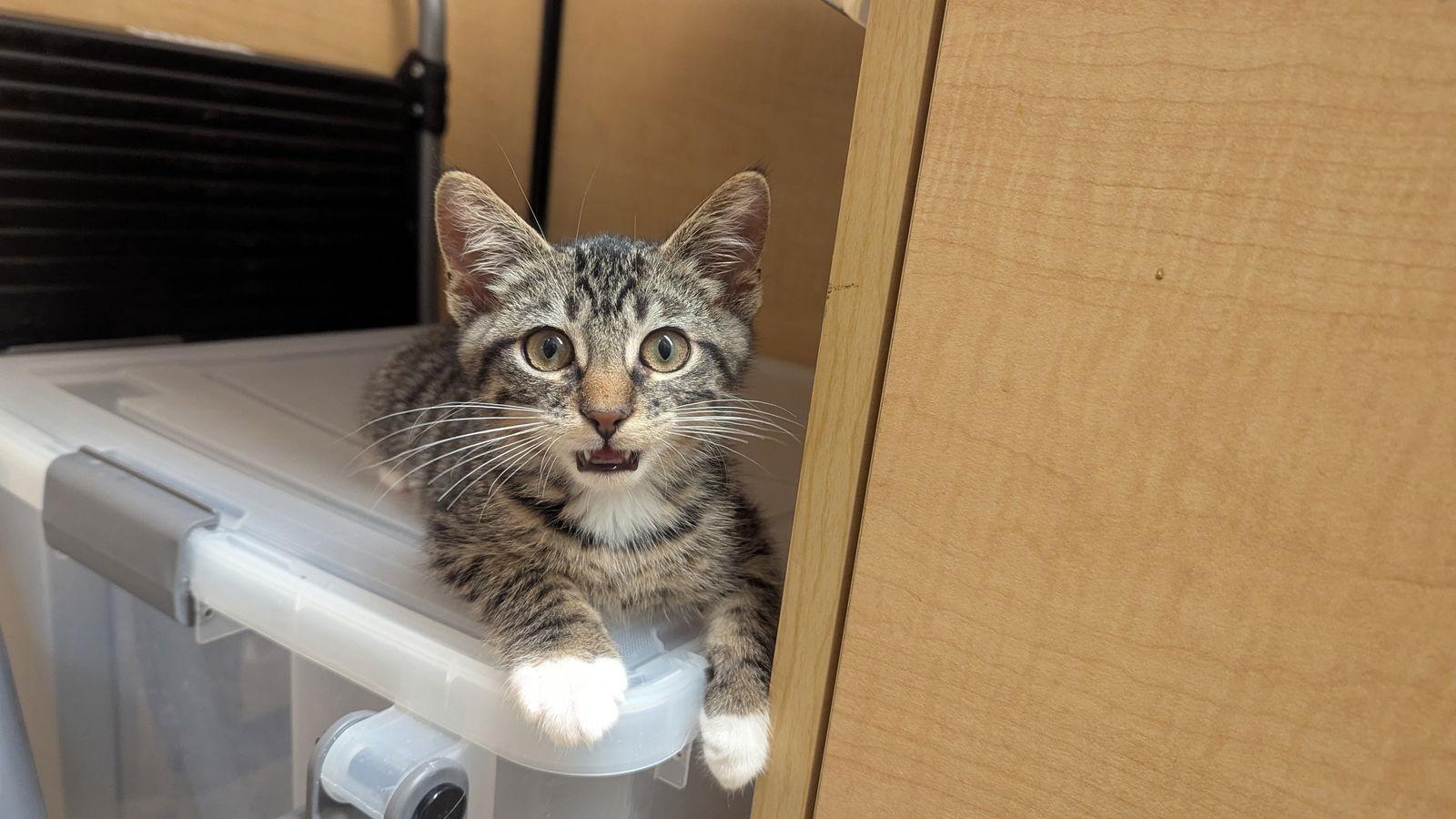 Ranger, a Adoptable Domestic Short Hair in hinckley, IL image 1/2