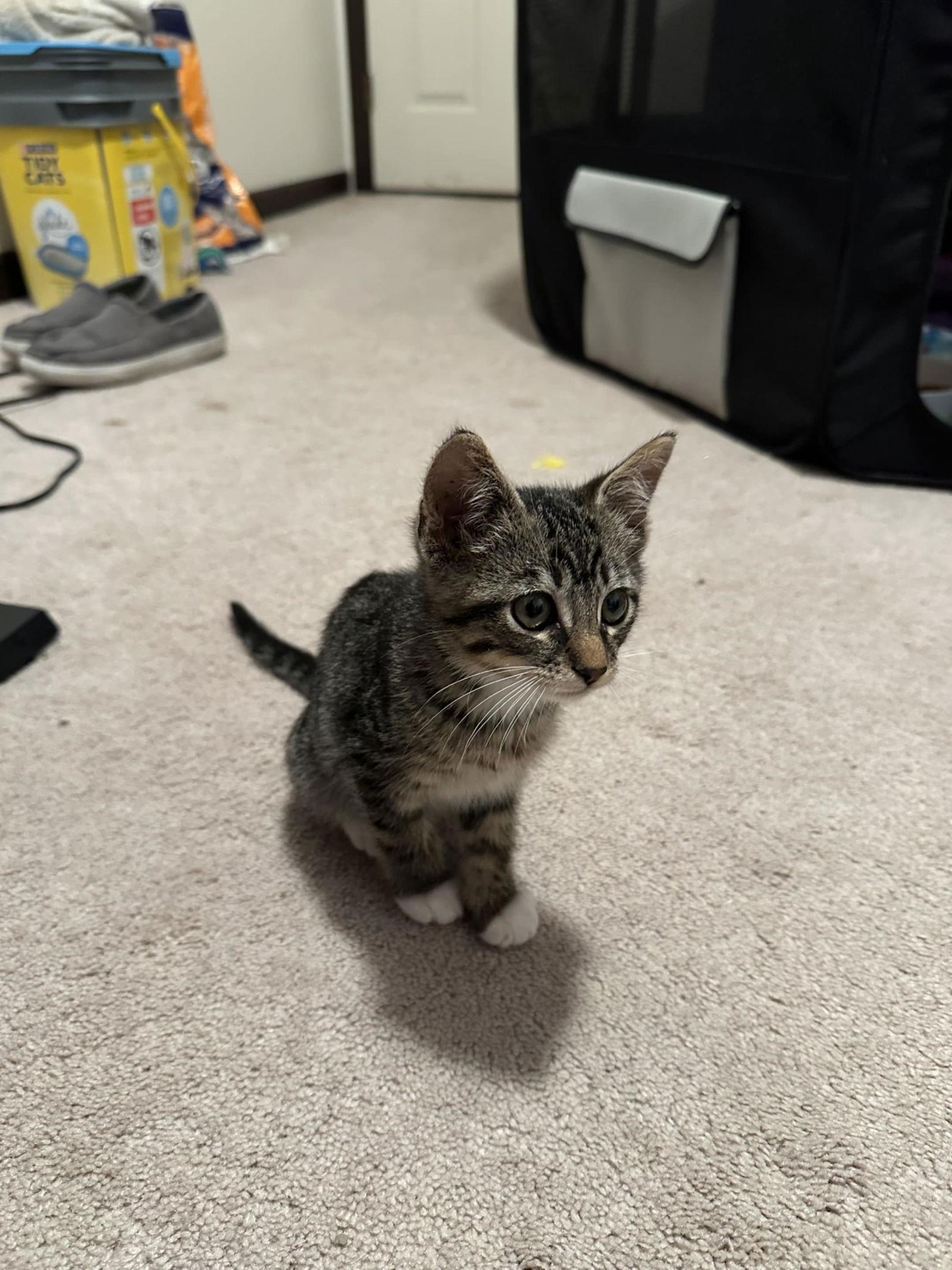 Ranger, a Adoptable Domestic Short Hair in hinckley, IL image 2/2