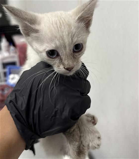 Enlarge FIFI, a Adoptable Domestic Short Hair in San Bernardino, CA image 1/1