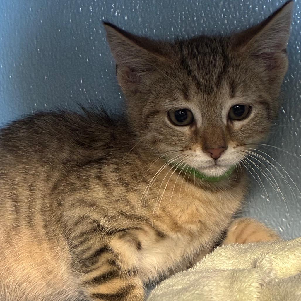 Enlarge Pumbaa, a Adoptable Domestic Short Hair in Uniontown, PA image 1/1